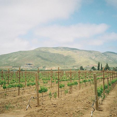 Alma Liebre Vinedos Del Valle Valle de Guadalupe Exteriör bild
