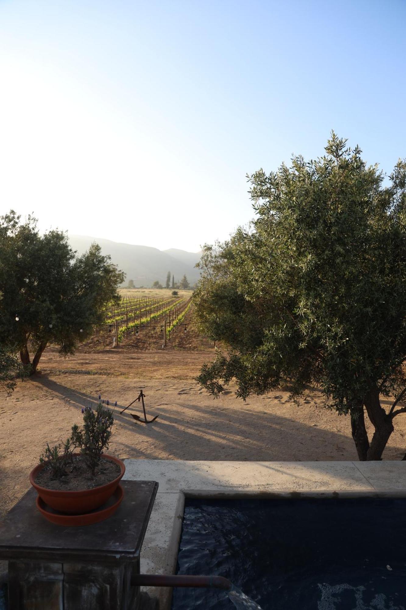 Alma Liebre Vinedos Del Valle Valle de Guadalupe Exteriör bild