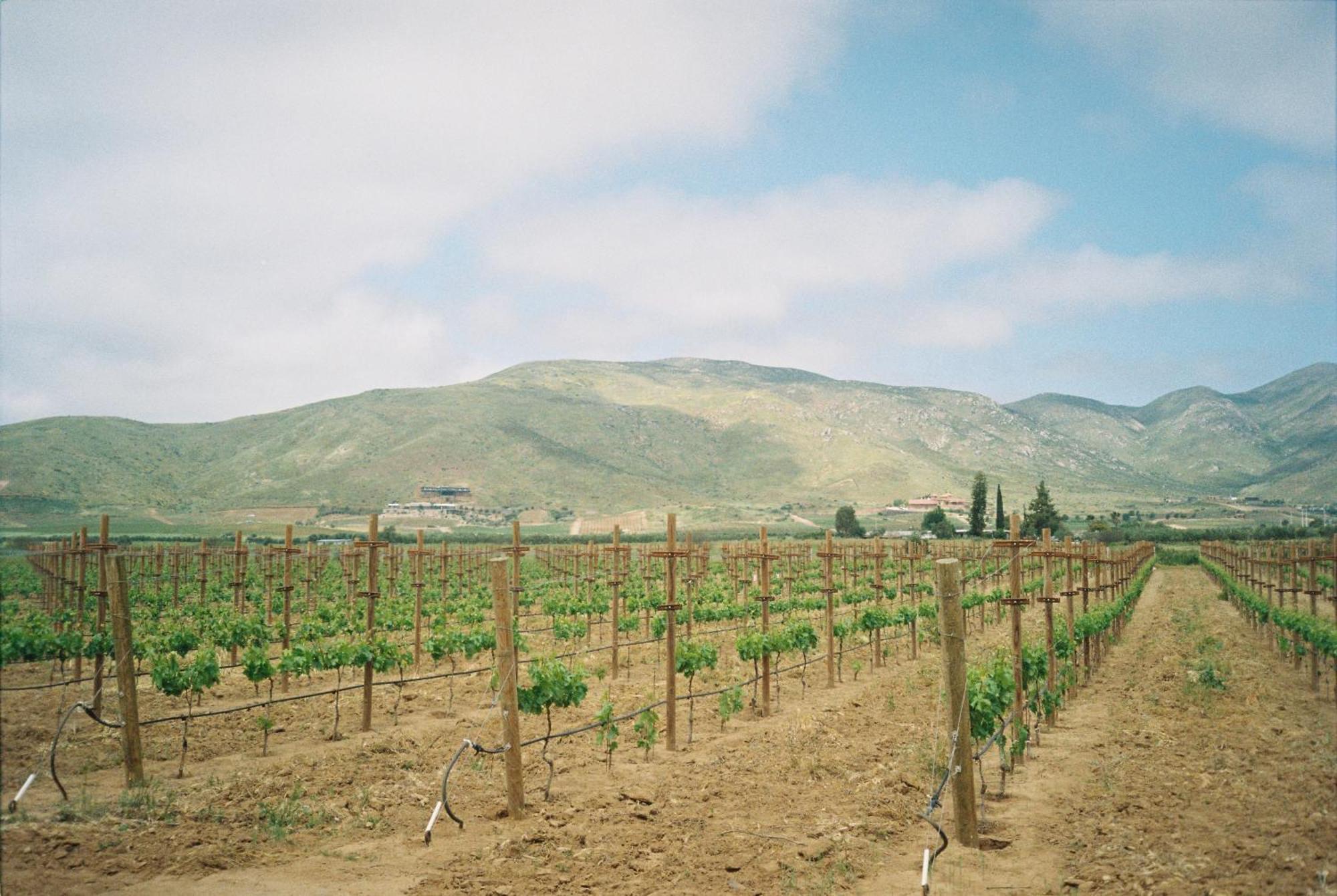 Alma Liebre Vinedos Del Valle Valle de Guadalupe Exteriör bild